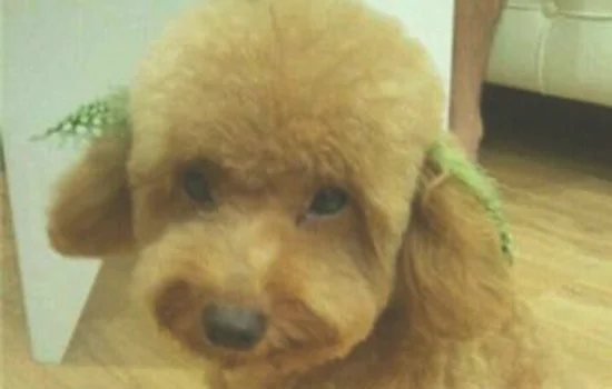 一只贵宾犬多少钱(古牧犬多少钱一只)