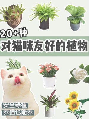 猫咪可以养的植物,你养了吗？
