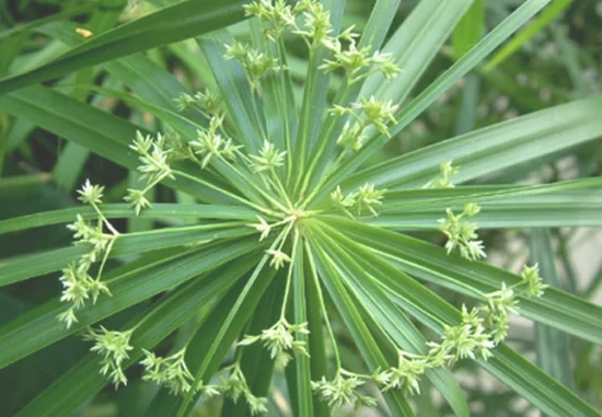 给旱伞草浇水有什么特点(旱伞草可以水培