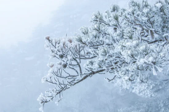 雪松是被子还是裸子