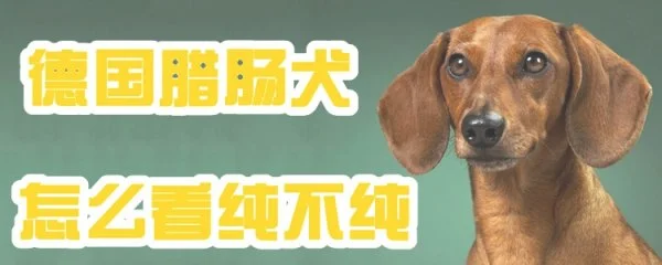 德国腊肠犬怎么看纯不纯