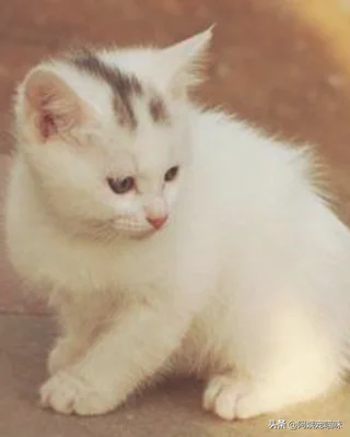 狸花猫聪明吗(狸花猫聪明吗?-知乎问答)