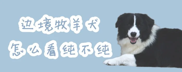 边境牧羊犬怎么看纯不纯(家养边牧选择公还是母)