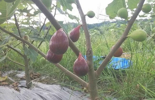 贵州黄皮类无花果树苗怎么种植（无花果的种植技术有哪些）