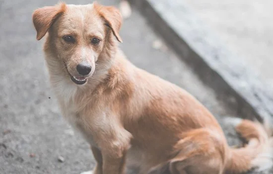 中华田园犬咬人征兆(养起来最省事的狗)