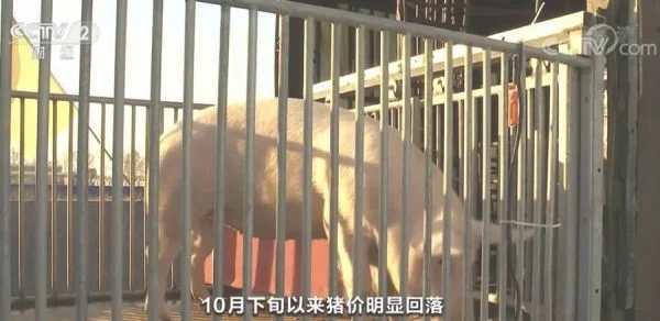 全国生猪价格和猪肉价格均出现回落