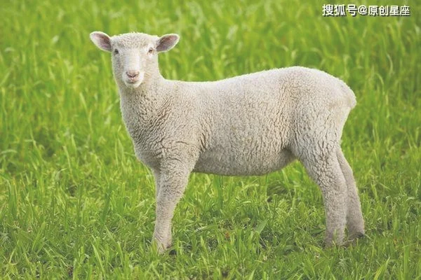 属羊人穿什么颜色最旺