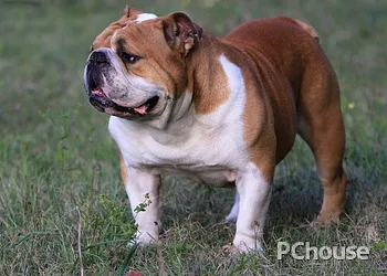 斗牛犬简介_百科_生活