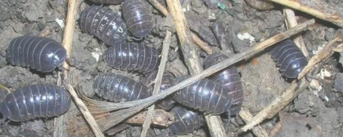 怎样能让屋里没有潮虫