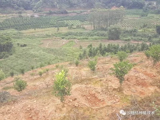 2、在种植沙糖桔之前，我们一定要对果园进行修剪和施肥，也要做好病虫害防治工作，防止它们发生病害，还要做好土壤的疏松及排水工作；