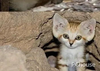 沙猫多少钱一只_百科_生活