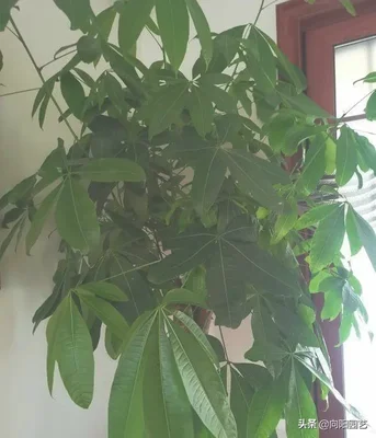 适合养在客厅的大型绿植(适合养在客厅的大型植物)