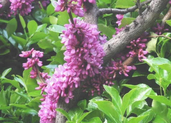 紫荆应怎样科学修剪(紫荆花如何修剪)