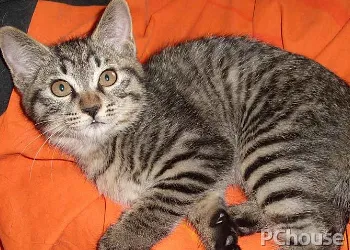 中国狸花猫简介_百科_生活
