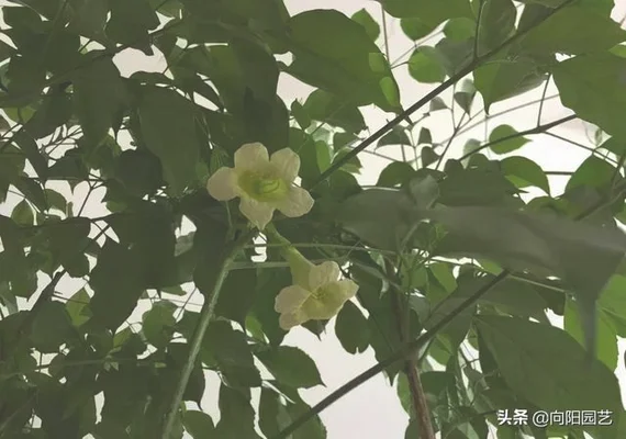 适合养在客厅的大型绿植(适合养在客厅的大型植物)
