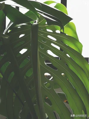 适合养在客厅的大型绿植(适合养在客厅的大型植物)