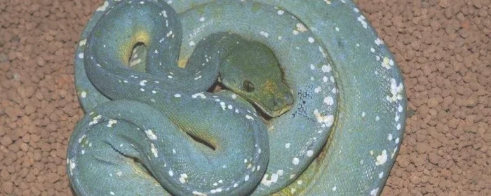 青色的蛇是什么蛇?,全身是青色的蛇是什么