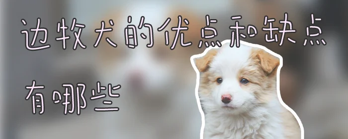 边牧犬的优点和缺点有哪些