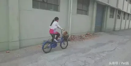 女子用被子包裹狗狗放车篮里遛弯(好心将它带回了家)