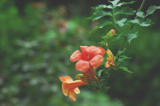 凌霄花冬天落叶吗