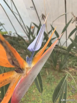 适合养在客厅的大型绿植(适合养在客厅的大型植物)