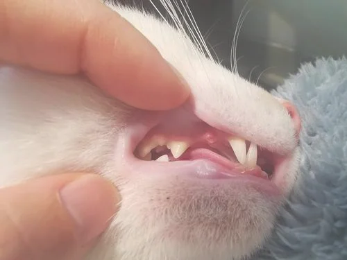 猫会换牙吗掉了一颗牙