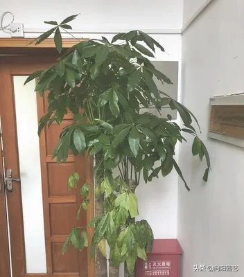 适合养在客厅的大型绿植(适合养在客厅的大型植物)