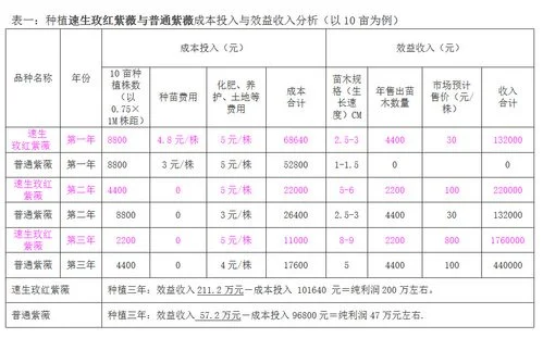 糯玉米种植效益如何（这个糯玉米种不一般）