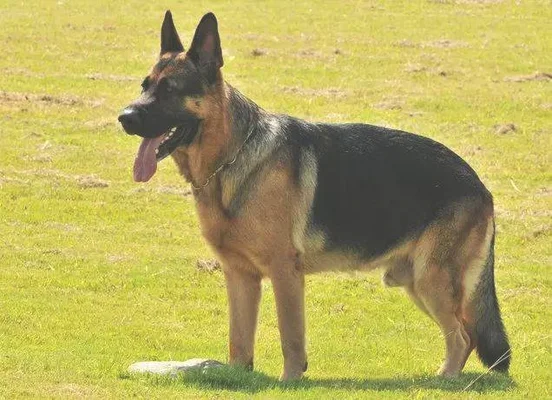 德牧幼犬价格 德牧幼犬的价格