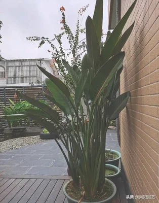 适合养在客厅的大型绿植(适合养在客厅的大型植物)