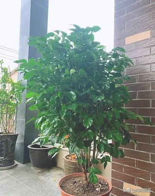 适合养在客厅的大型绿植(适合养在客厅的大型植物)