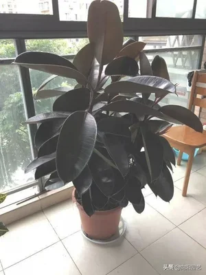 适合养在客厅的大型绿植(适合养在客厅的大型植物)