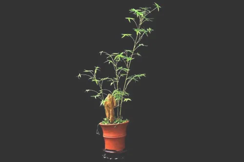 星星苔怎么种植（学会4点,在家也能养好苔藓