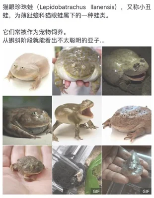 猫眼珍珠蛙怎么分公母