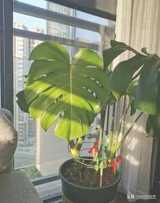 适合养在客厅的大型绿植(适合养在客厅的大型植物)