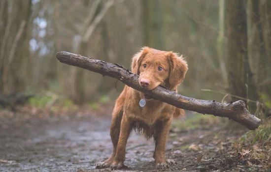 伯瑞犬性格特征