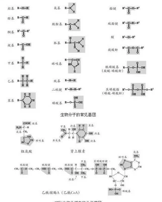 官能团是酰胺基还是酰胺键