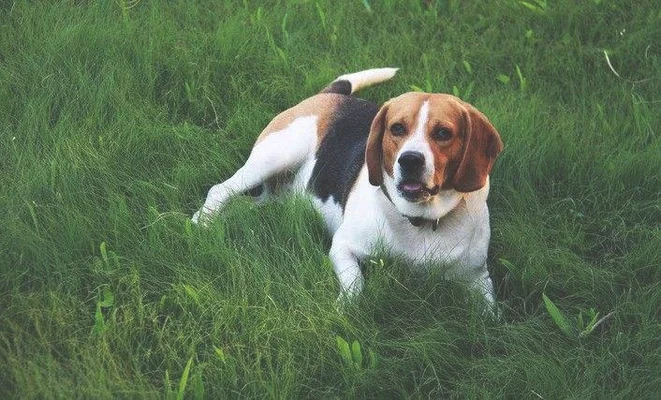 米格鲁猎兔犬如何训 怎么训练米格鲁猎兔犬