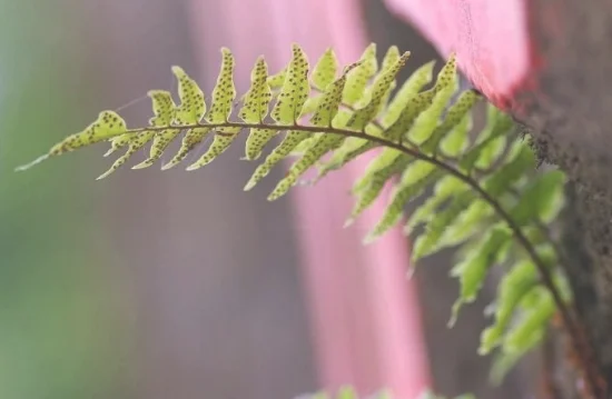 贯众是什么植物