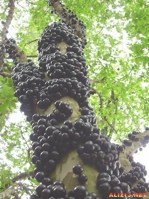 树葡萄吃法