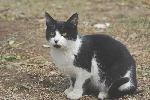 黑白相间的猫：黑白相问的猫,为什么叫这个