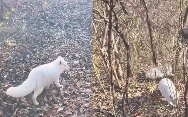 男子投喂白狐后被引见给同伴(白狐引男子去见它同伴)