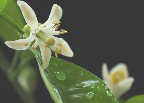 怎样使代代不落花