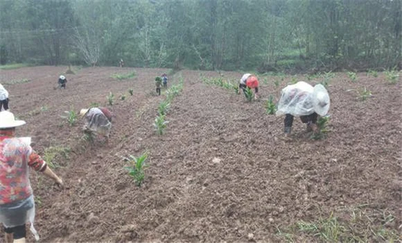 竹核怎么种植方法（满盆都长满小苗）