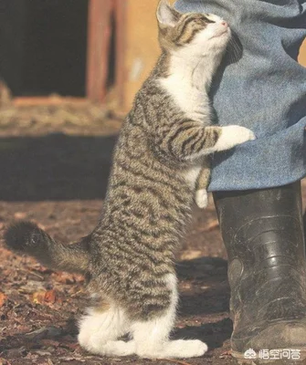 为什么学猫叫时猫咪不会理自己(主人学猫叫猫咪一直回应)