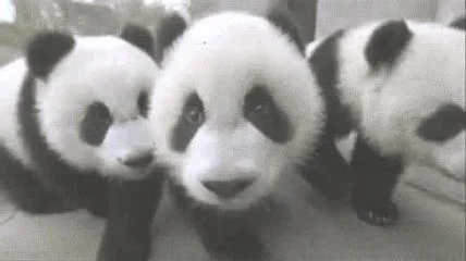 为什么全世界都觉得熊猫可爱(熊猫)