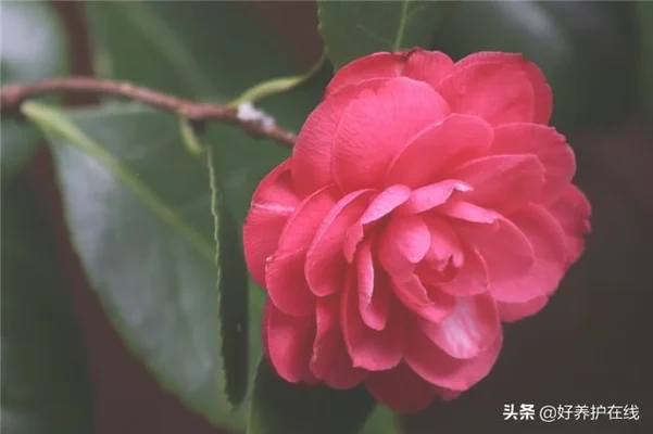 茶花放客厅好不好(在风水学中茶花摆放在客厅好不好)