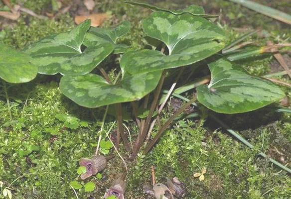 二、细辛种植注意事项