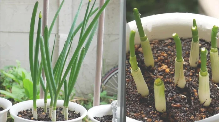 细辛如何种植种植方法（一起来学习下吧）