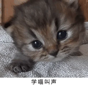 为什么学猫叫时猫咪不会理自己(主人学猫叫猫咪一直回应)